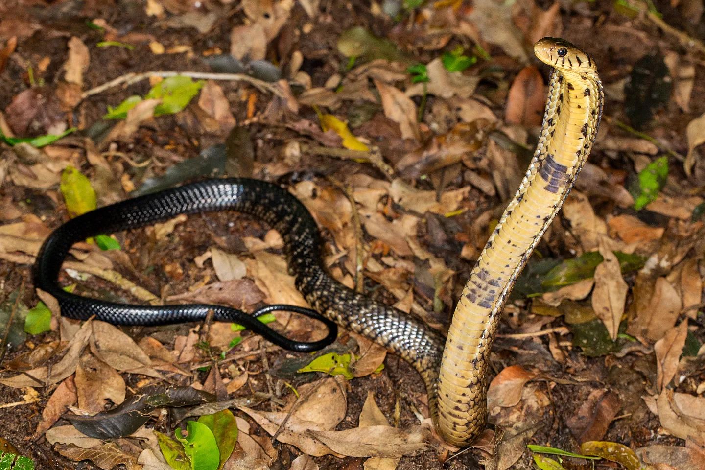 iSimangaliso Wetland Park